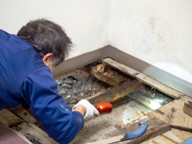 Best Bathroom Mold Remediation in Wakefield, MI