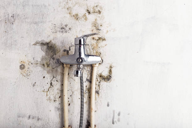 Best Black Mold Remediation in Wakefield, MI