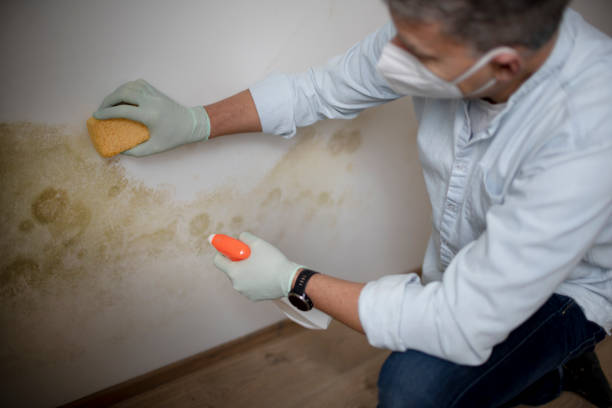 Best Attic Mold Remediation in Wakefield, MI