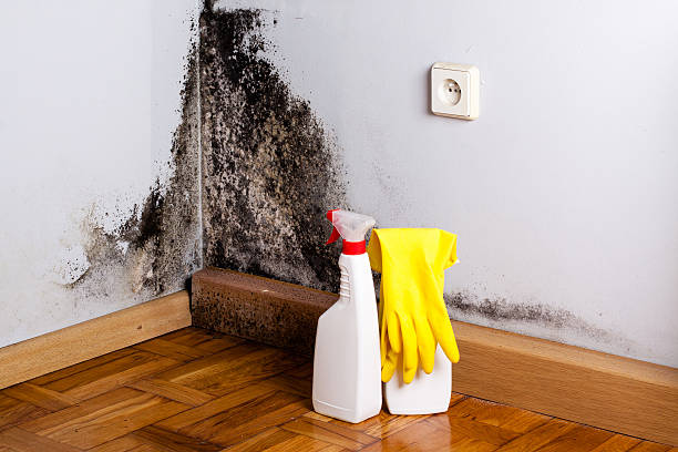 Best Industrial Mold Remediation in Wakefield, MI