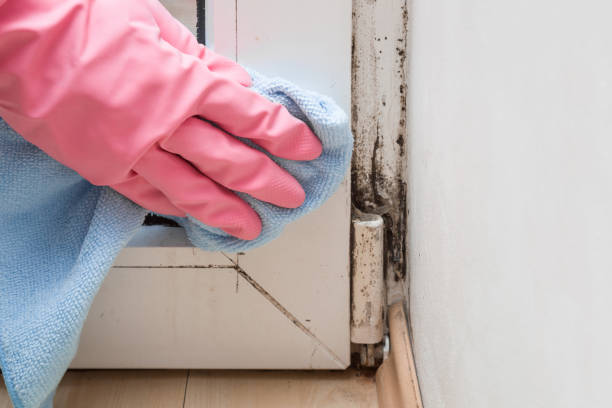Best Mold Testing and Inspection Services in Wakefield, MI